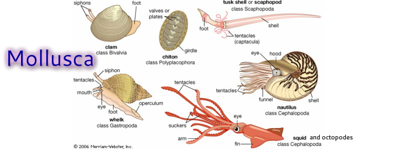 is a clam an invertebrate